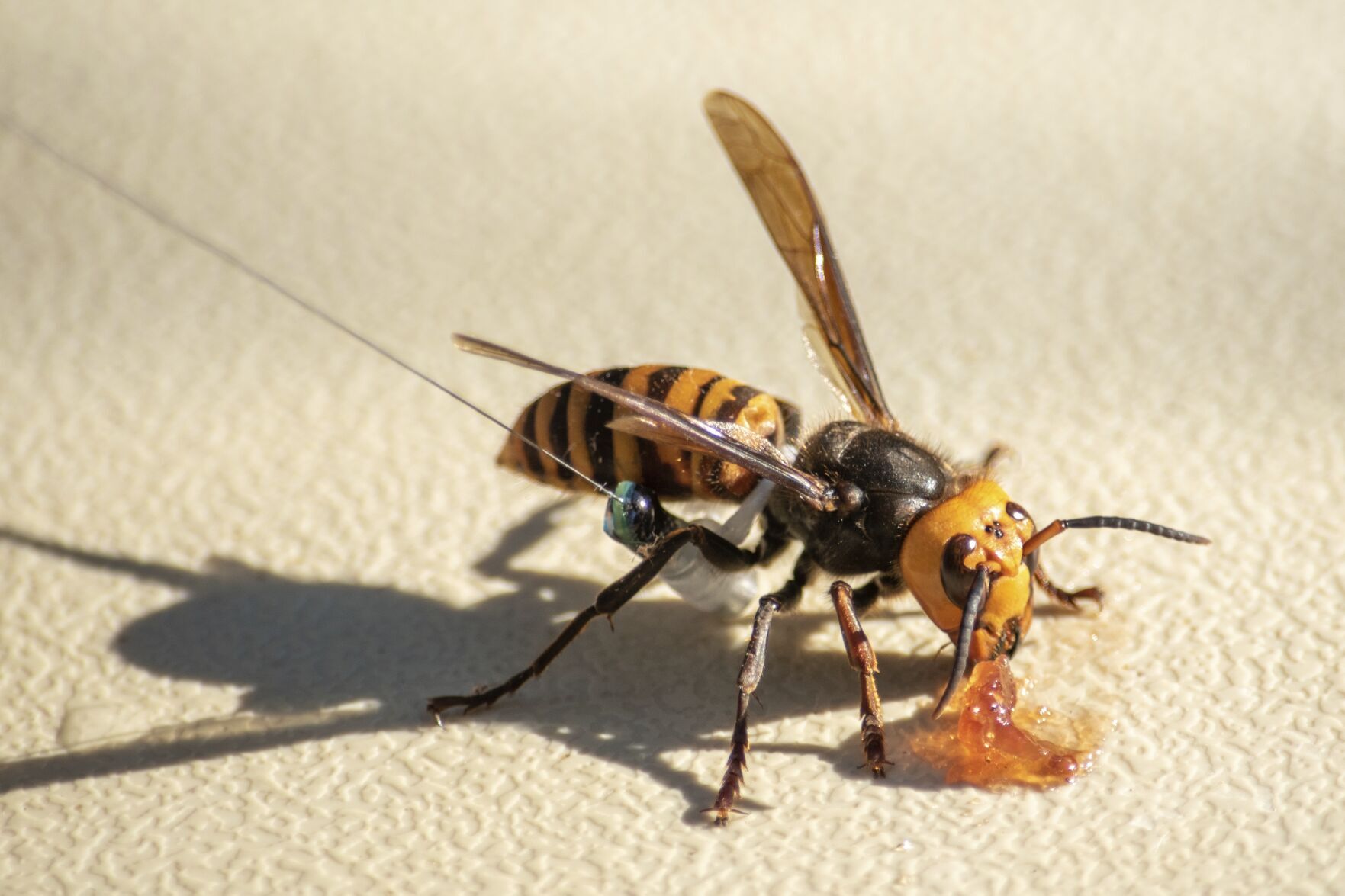 Murder Hornets Nest